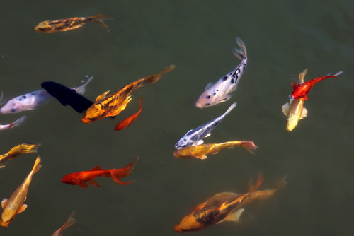 景觀魚(yú)池水處理設(shè)備--你要知道的景觀水處理系統(tǒng)的常見(jiàn)問(wèn)題！